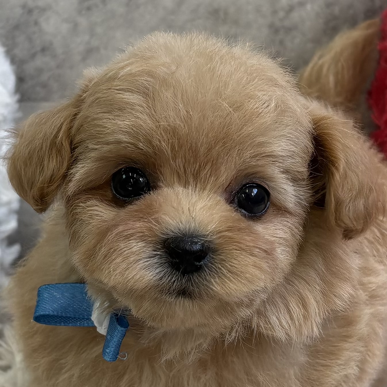 ハーフ犬女の子の写真