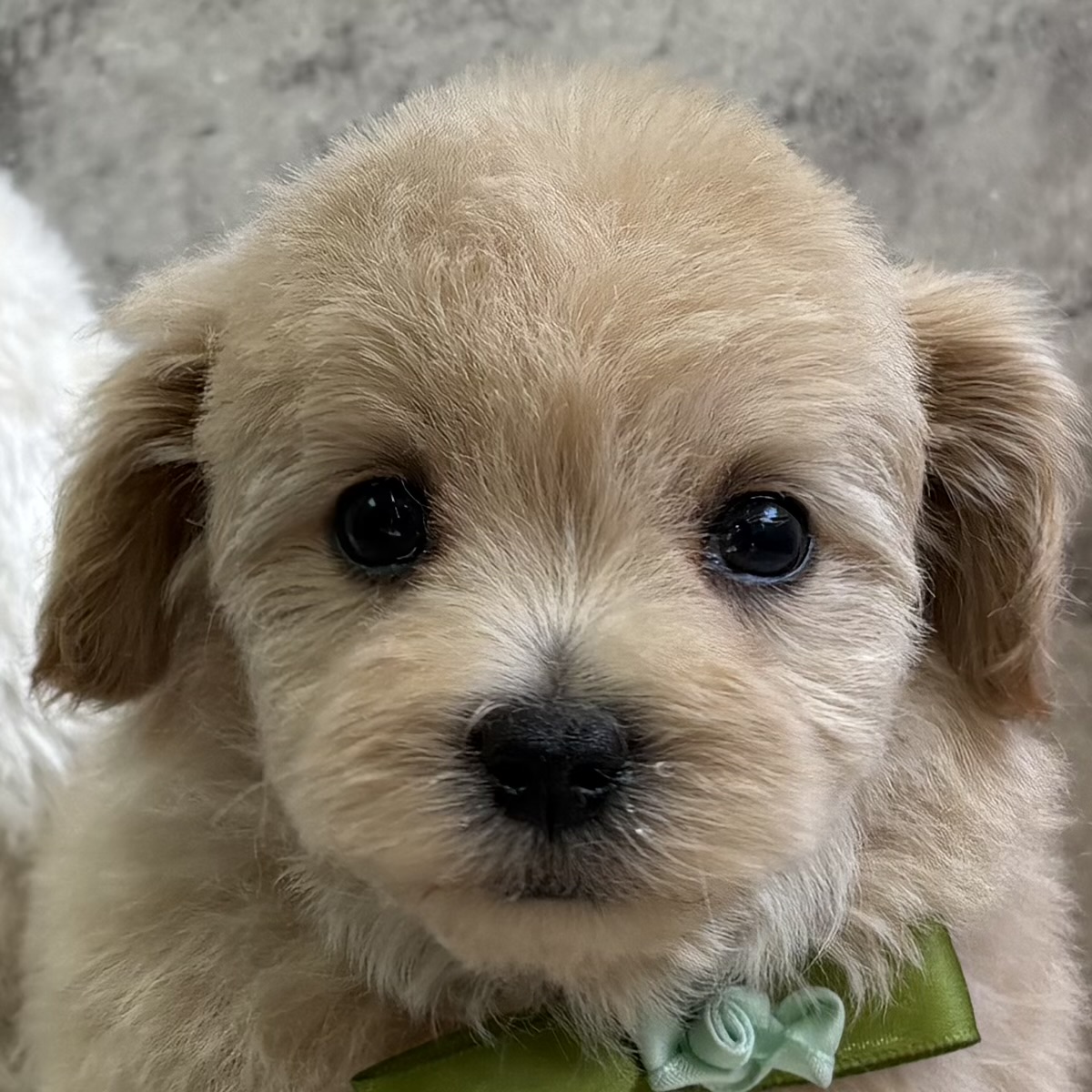 ハーフ犬男の子の写真