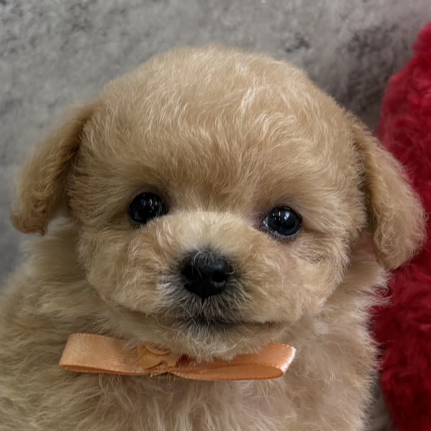 ハーフ犬女の子の写真