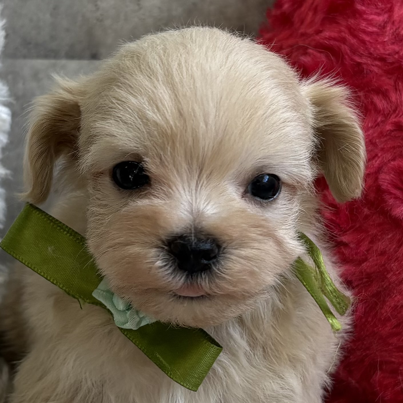 ハーフ犬男の子の写真