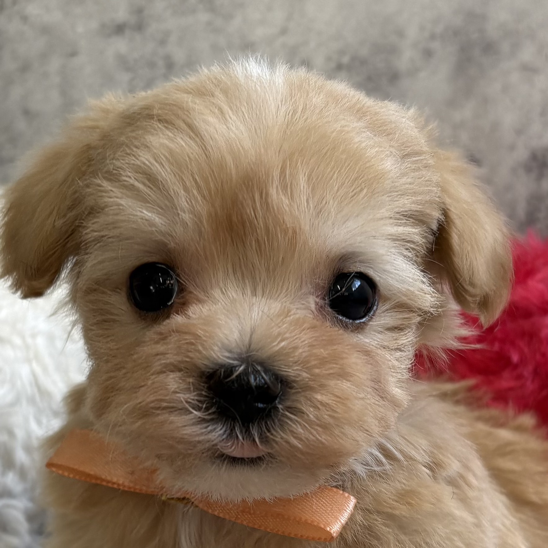 ハーフ犬女の子の写真