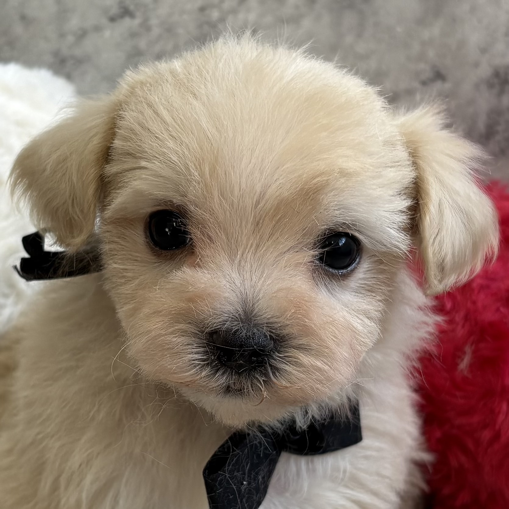 ハーフ犬男の子の写真