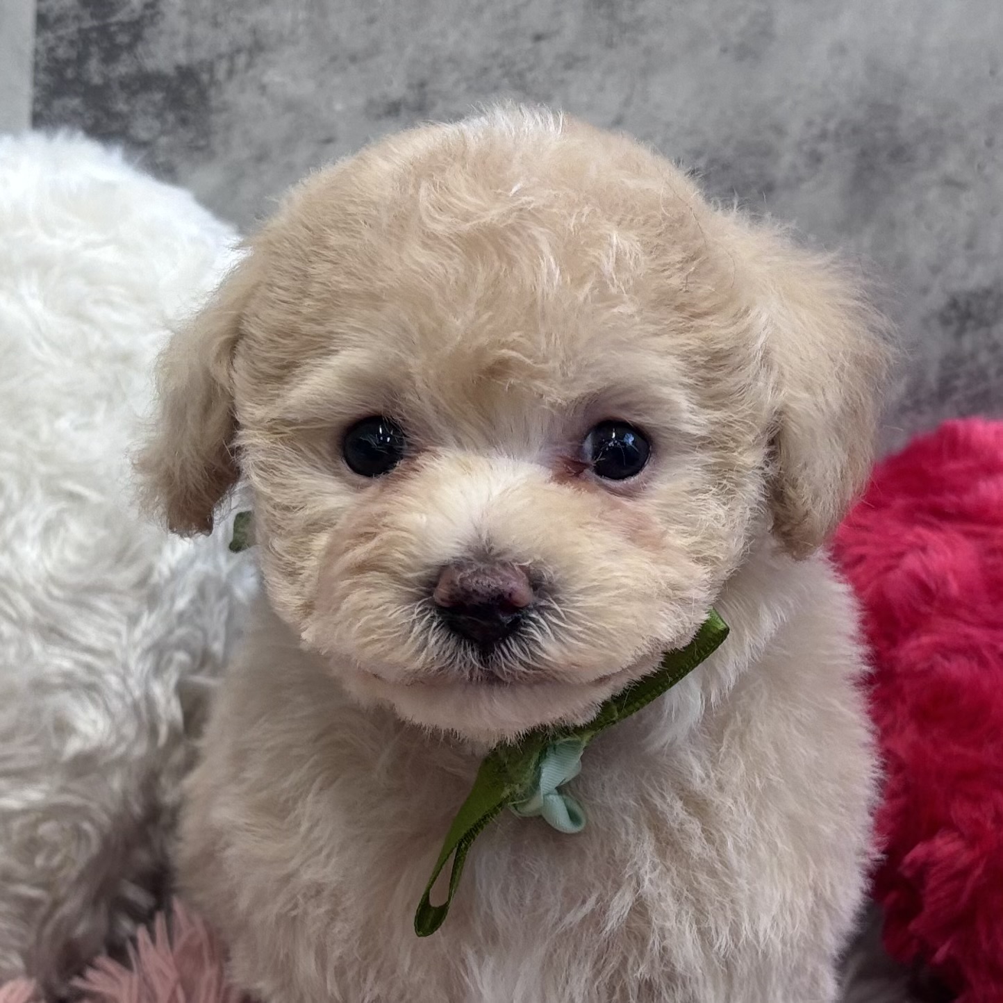 ハーフ犬男の子の写真