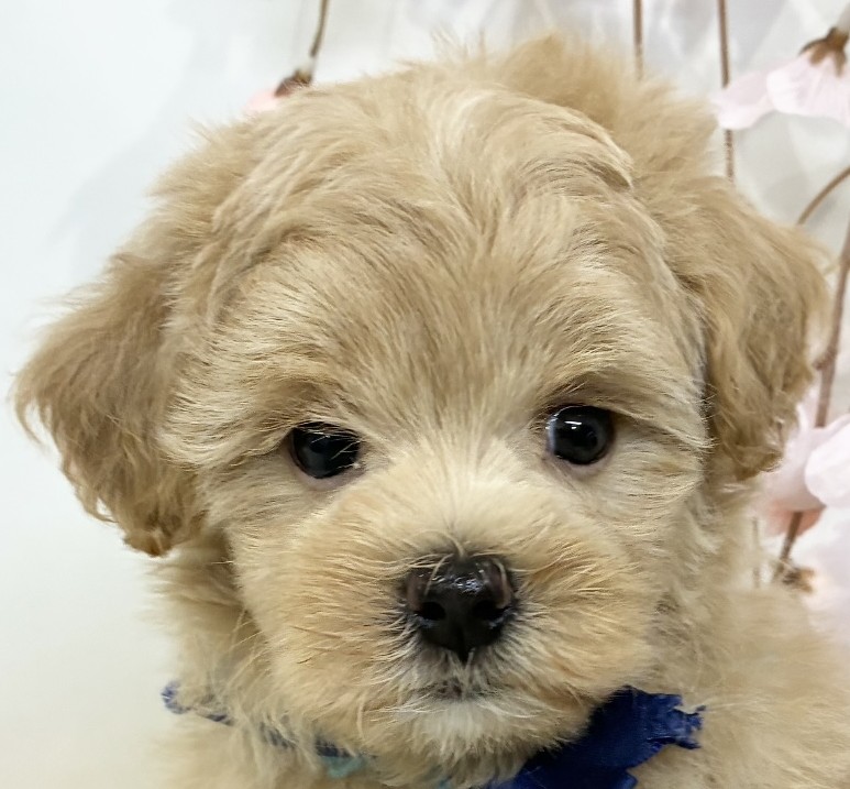 ハーフ犬女の子の写真