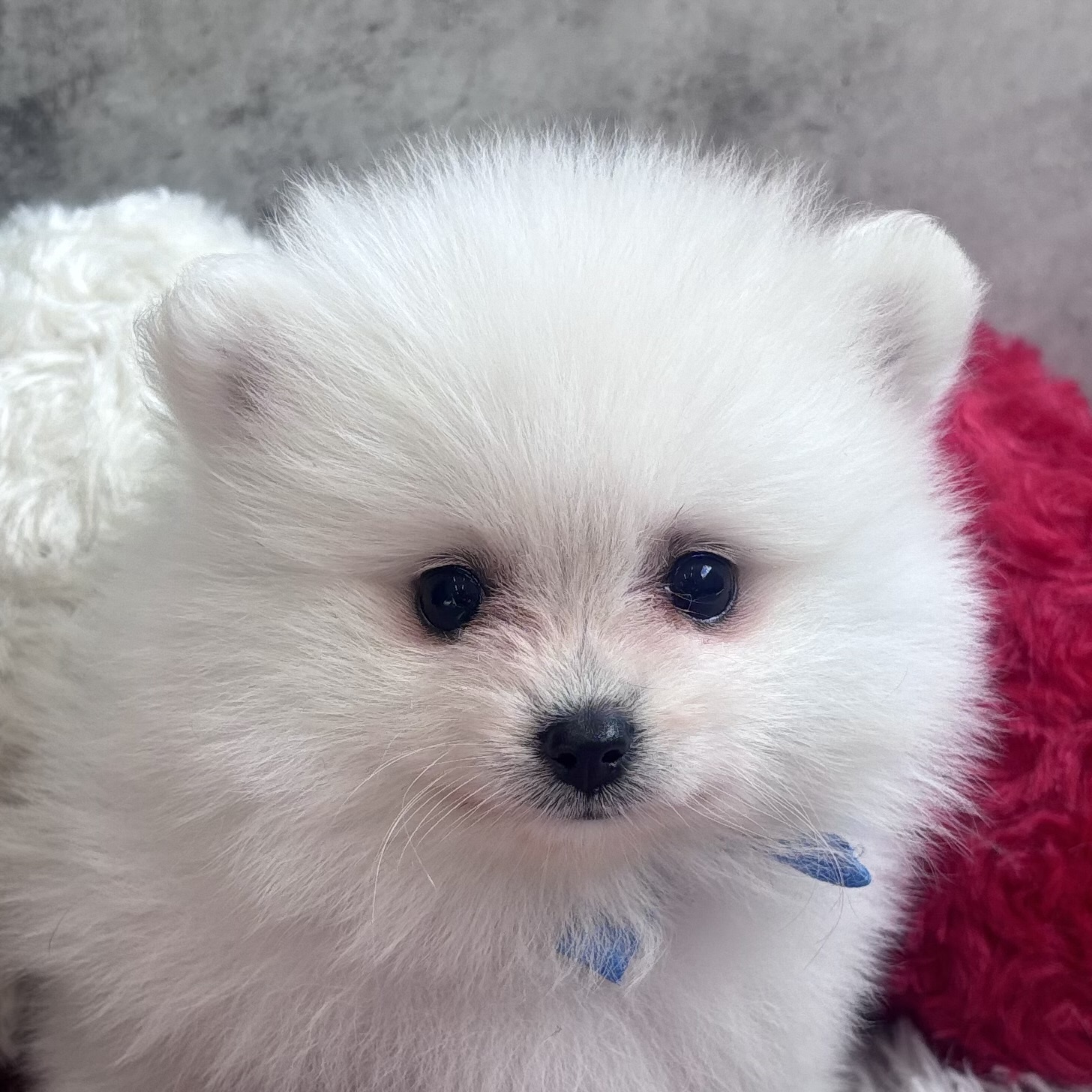 ポメラニアン女の子の写真