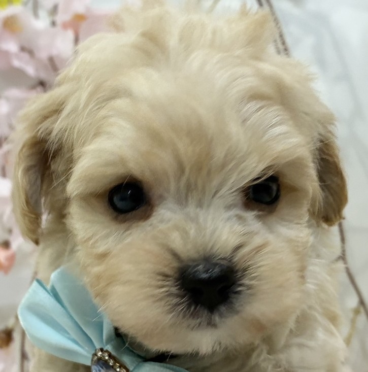 ハーフ犬男の子の写真