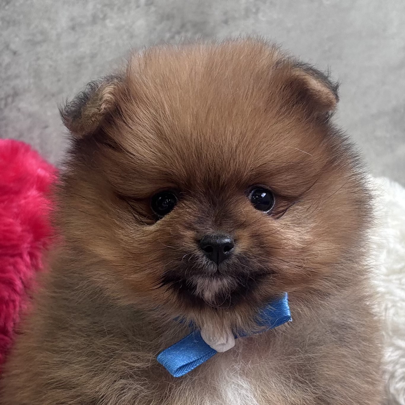 ポメラニアン男の子の写真