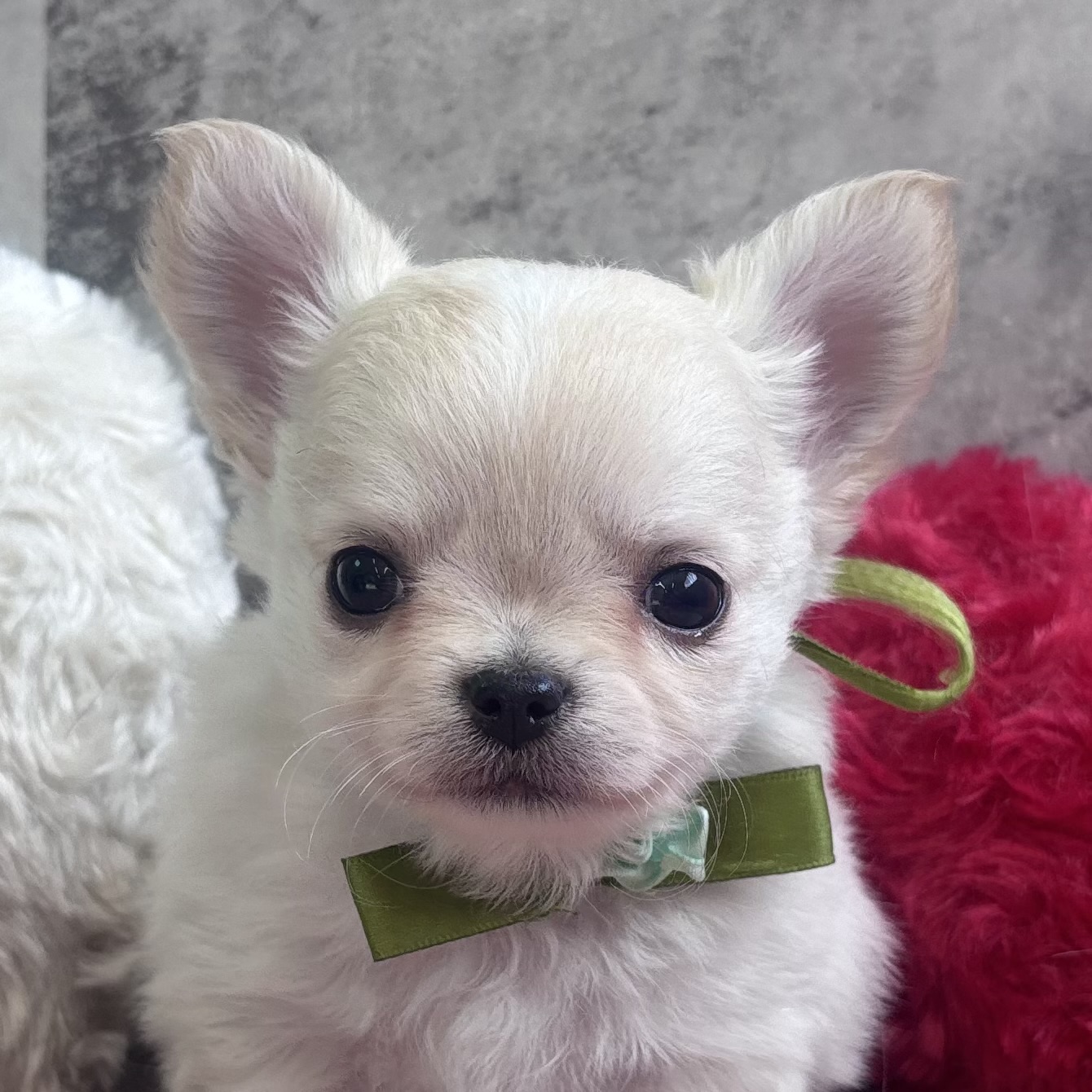 チワワ(ロング)男の子の写真