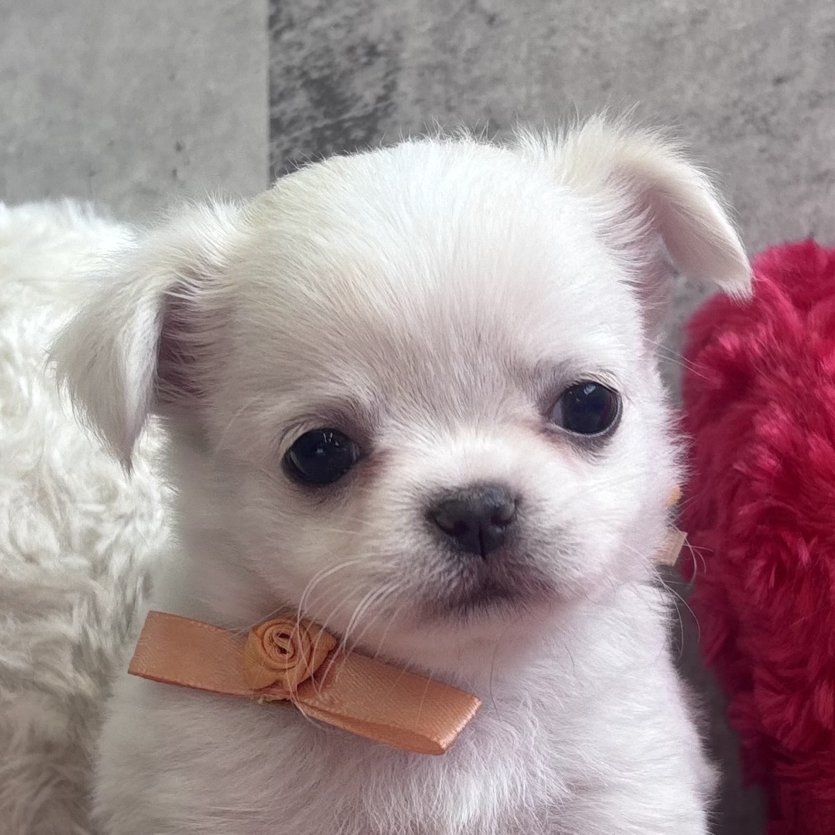 チワワ（ロング）男の子の写真