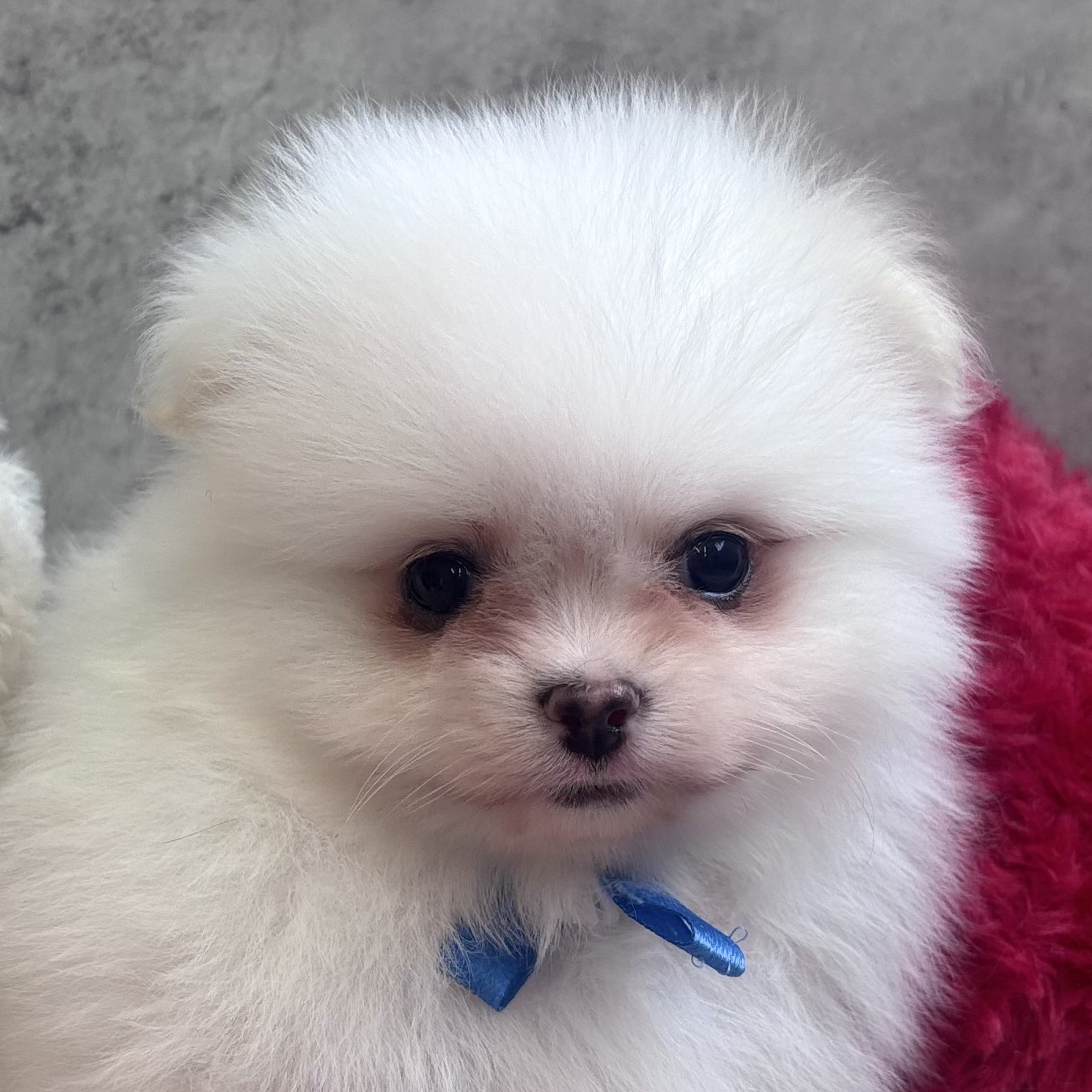 ハーフ犬男の子の写真