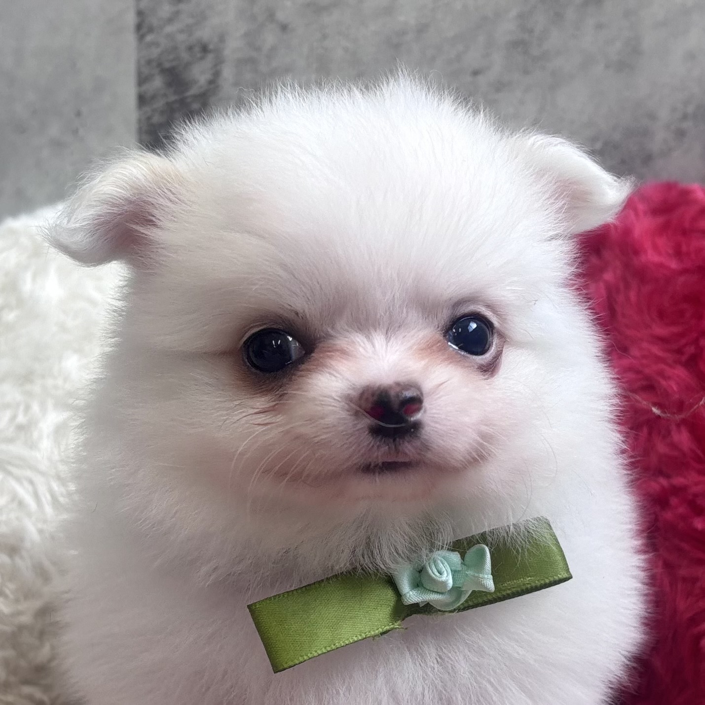 ハーフ犬男の子の写真