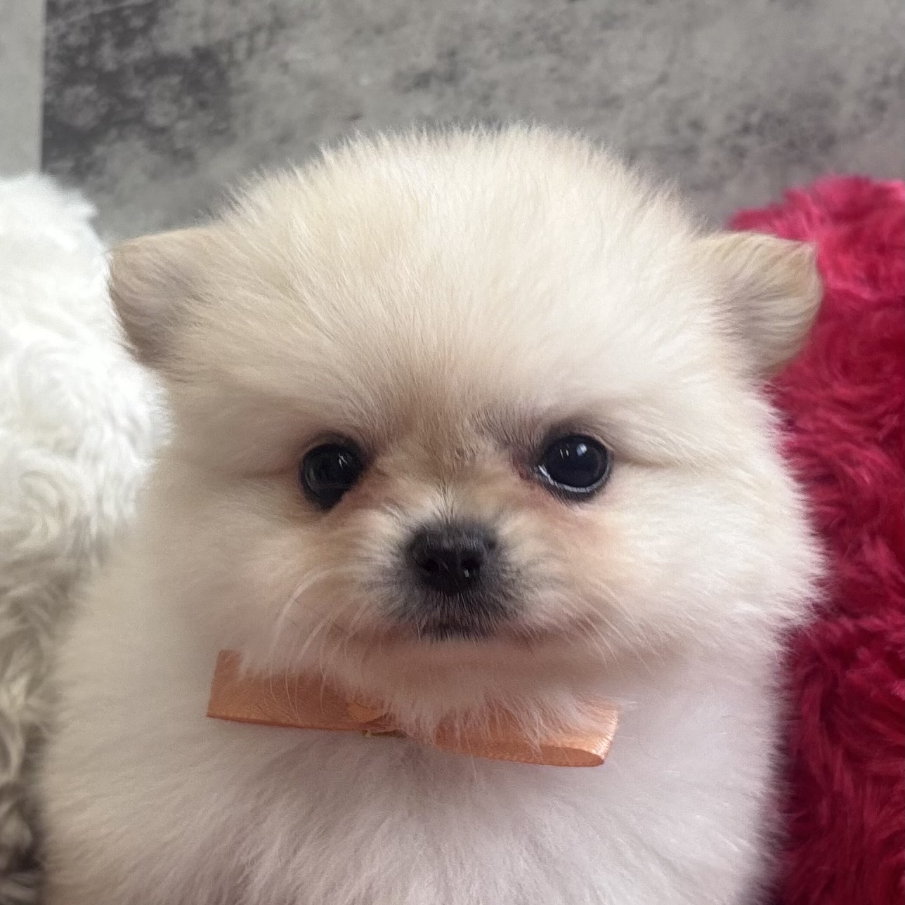 ハーフ犬女の子の写真