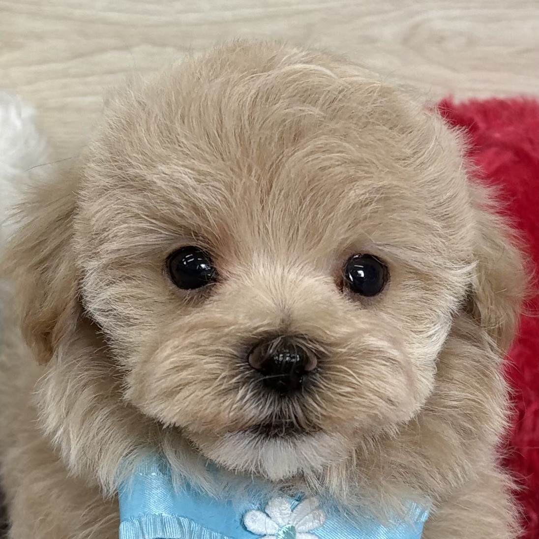 ハーフ犬男の子の写真