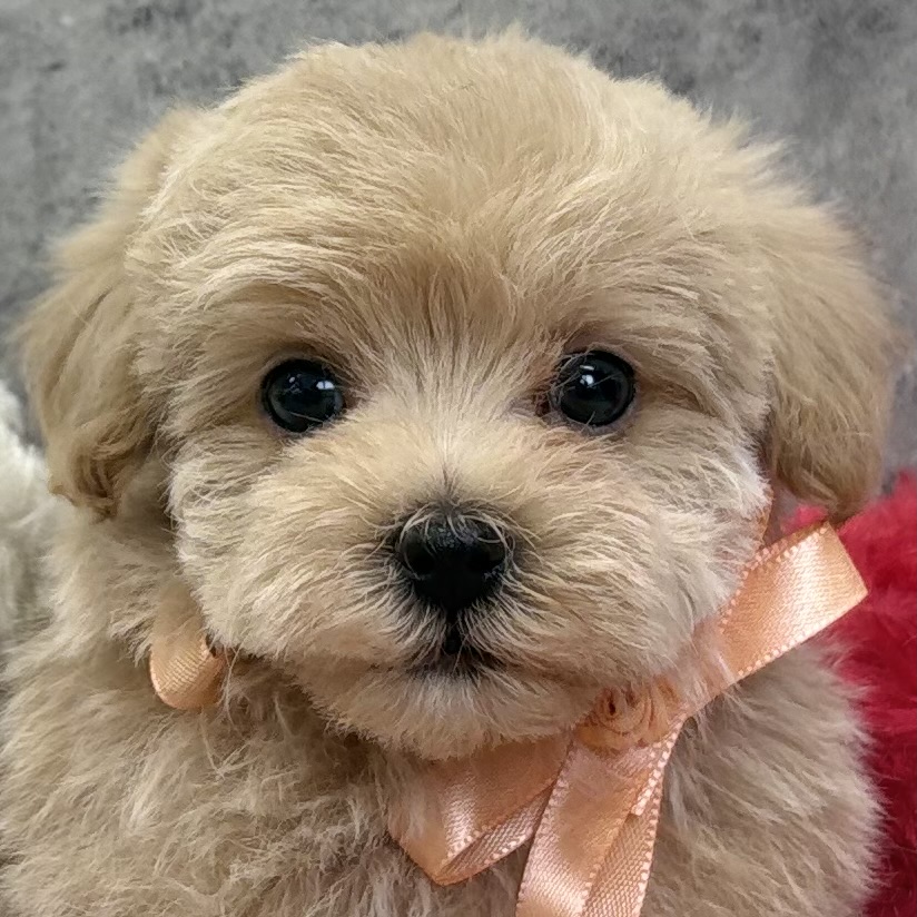 ハーフ犬男の子の写真