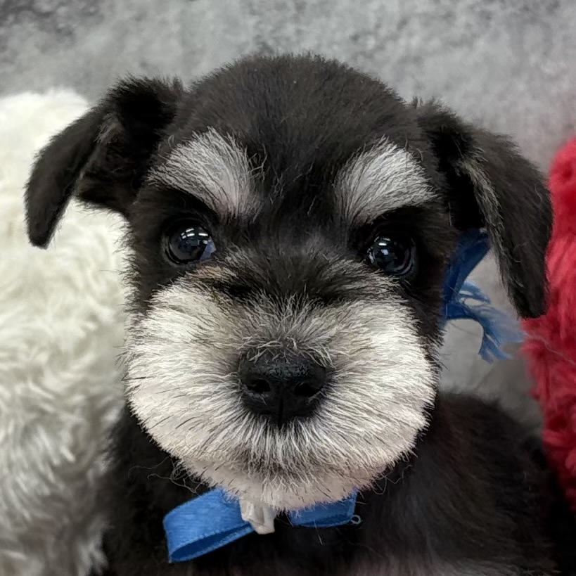 ミニチュアシュナウザー男の子の写真