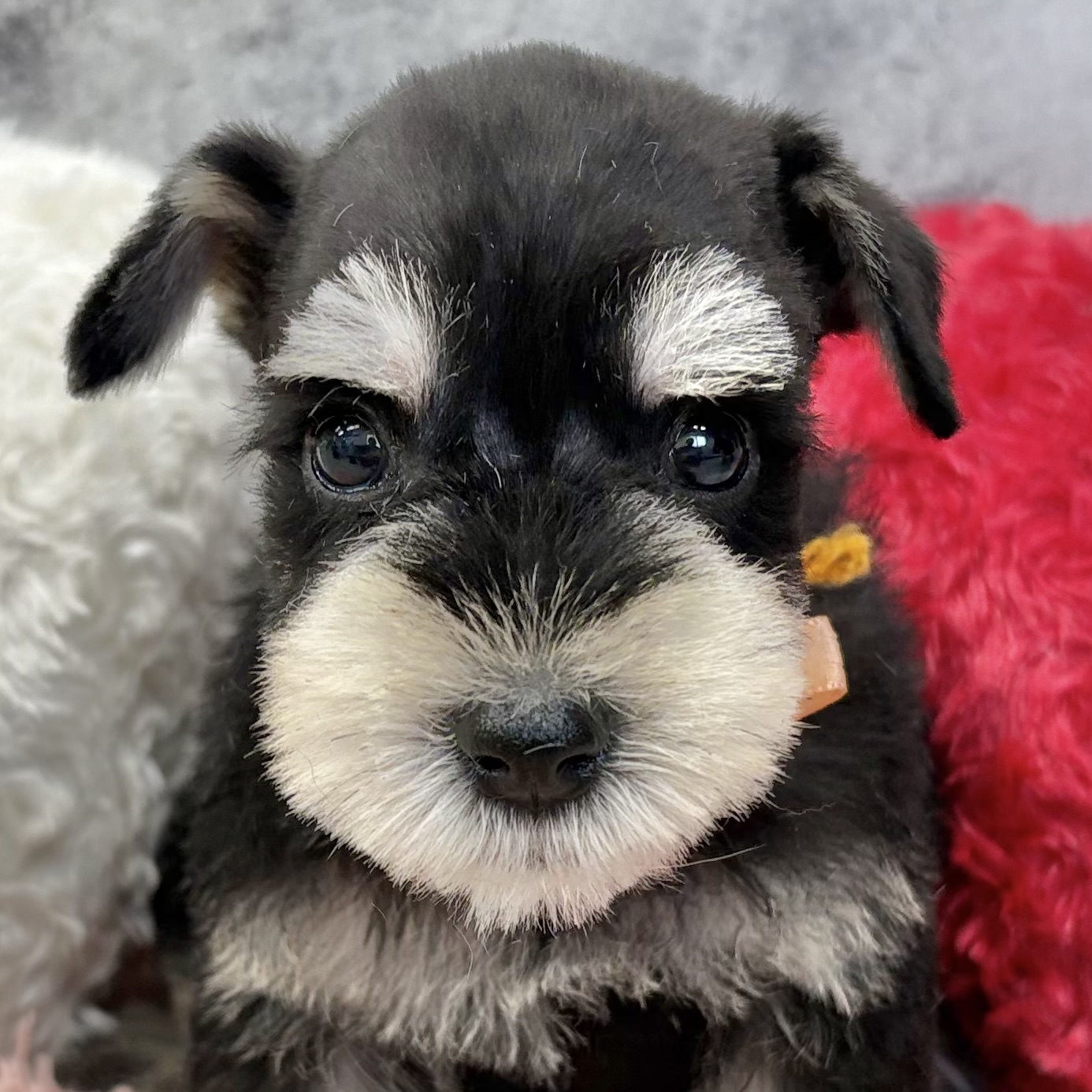 ミニチュアシュナウザー男の子の写真