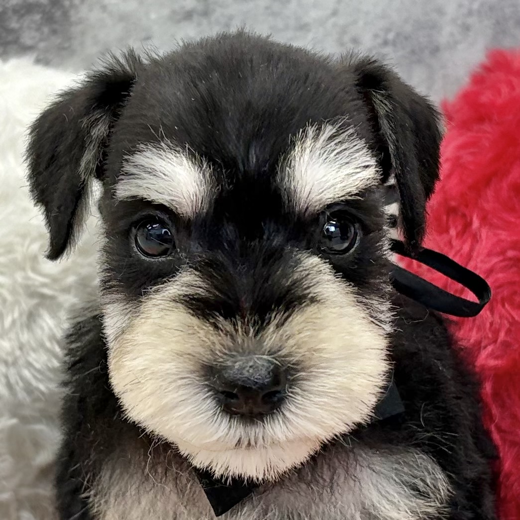 ミニチュアシュナウザー男の子の写真