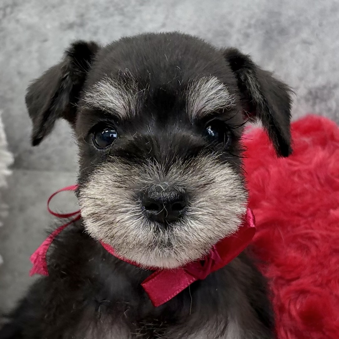 ミニチュアシュナウザー女の子の写真