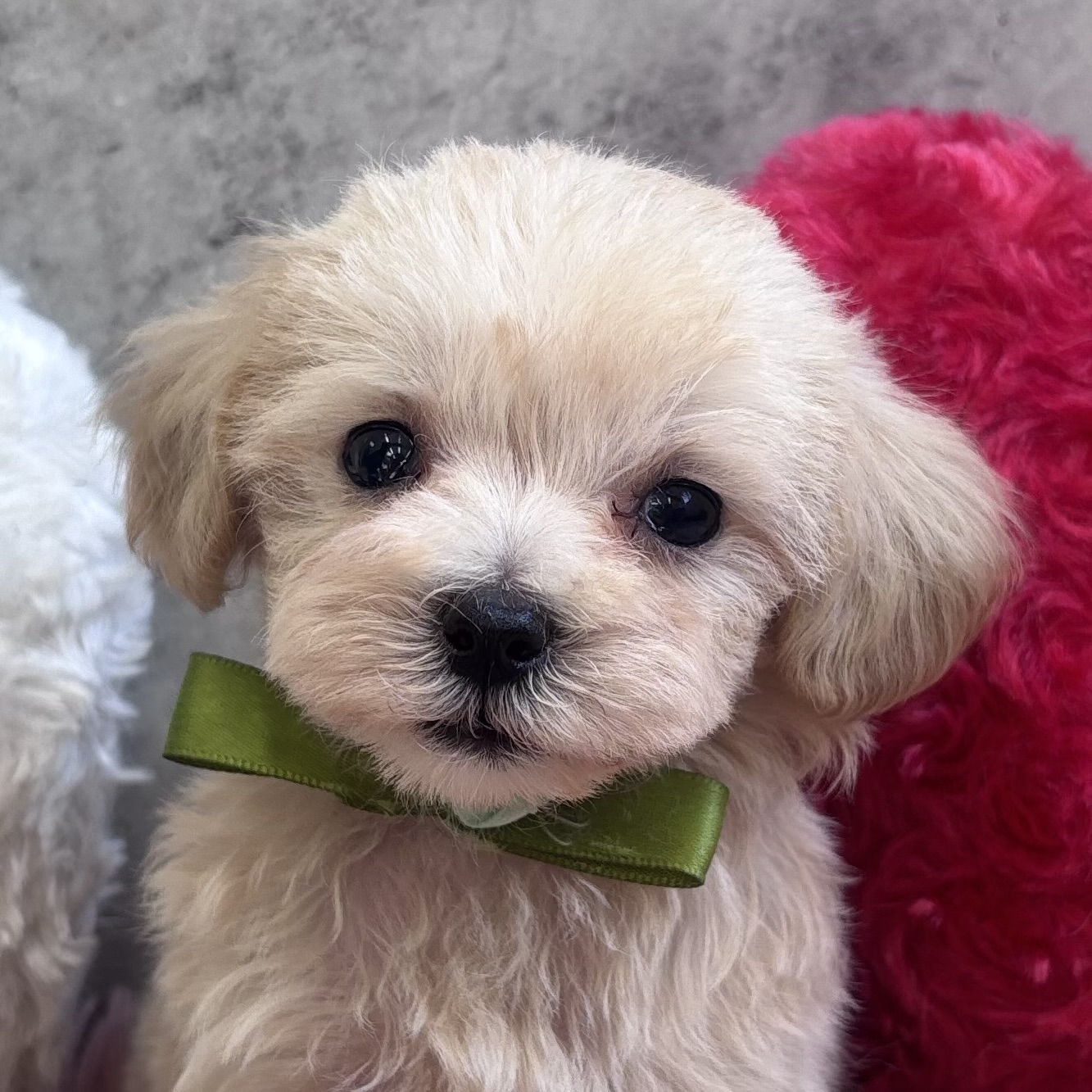 ハーフ犬女の子の写真