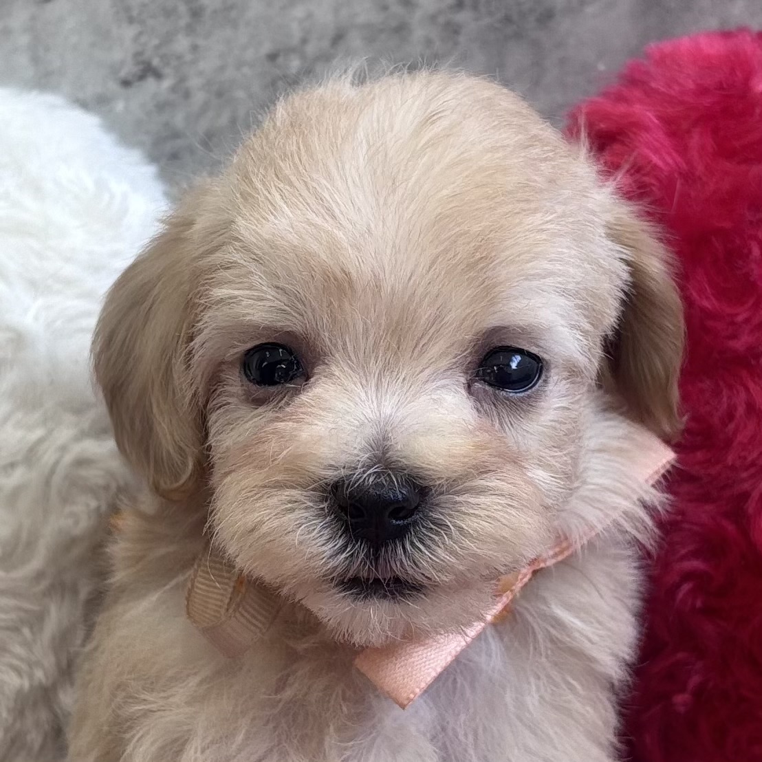 ハーフ犬女の子の写真