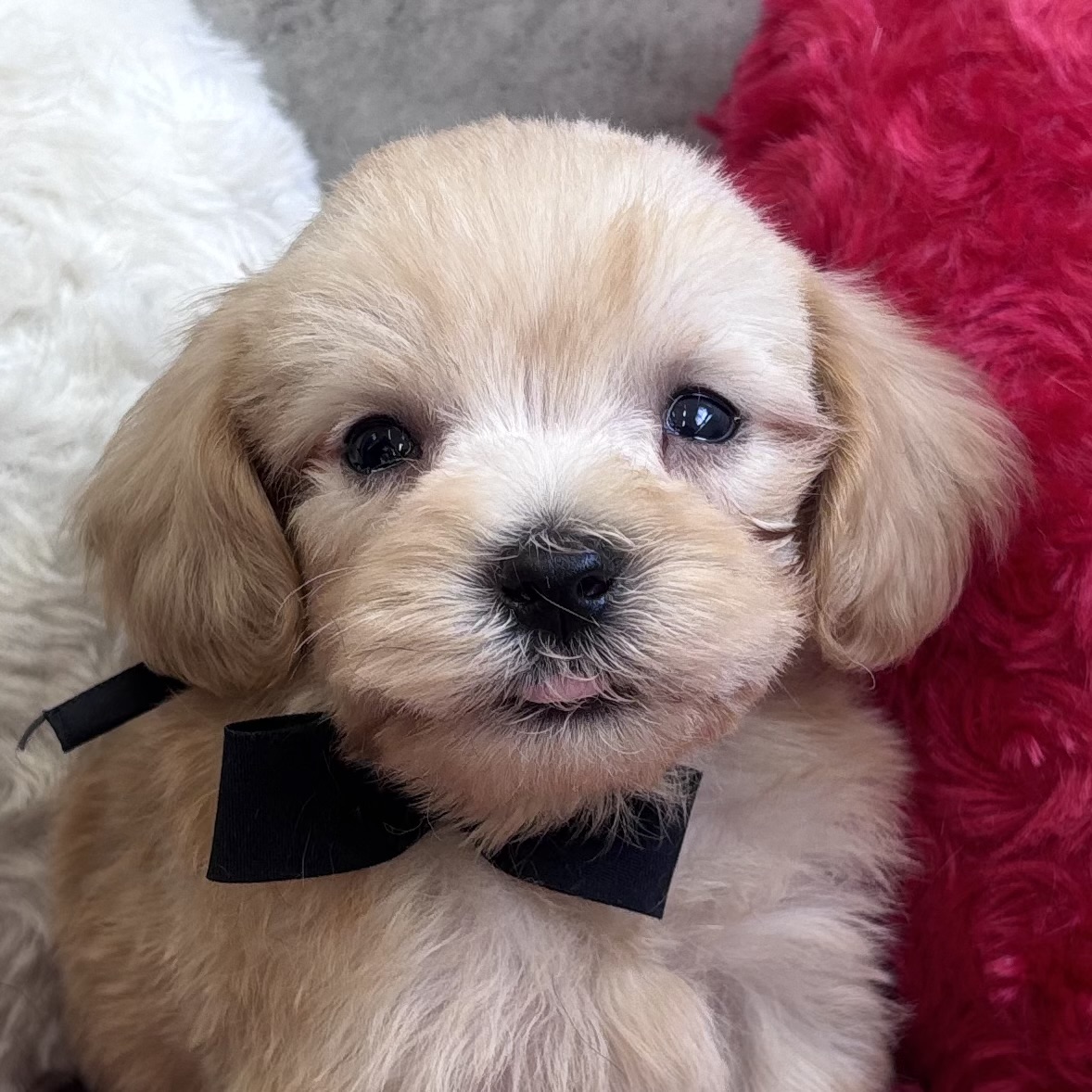 ハーフ犬男の子の写真