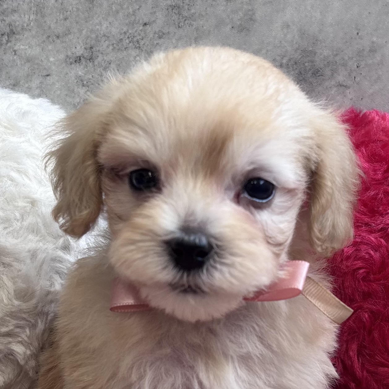 ハーフ犬男の子の写真