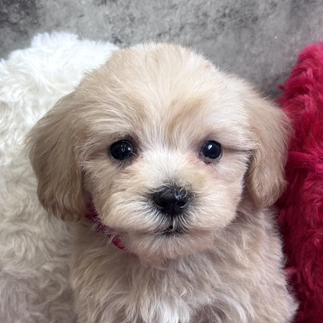 ハーフ犬女の子の写真