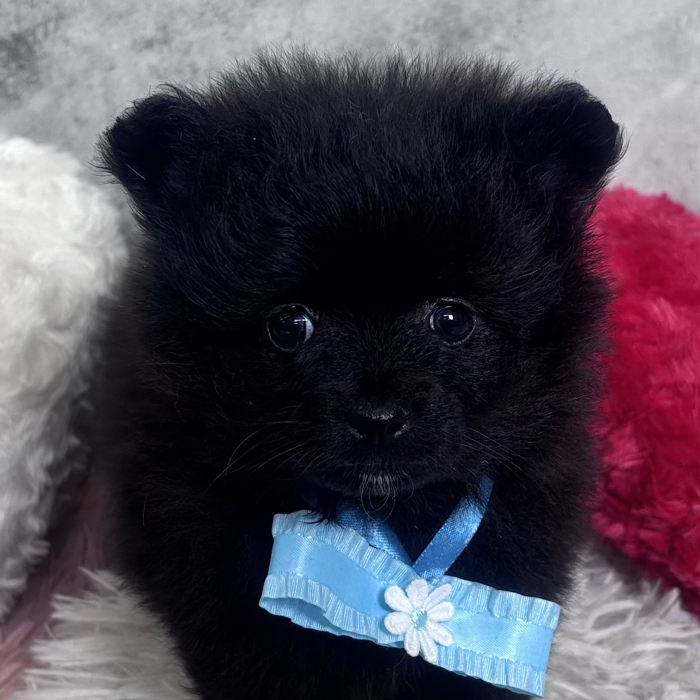 ポメラニアン女の子の写真