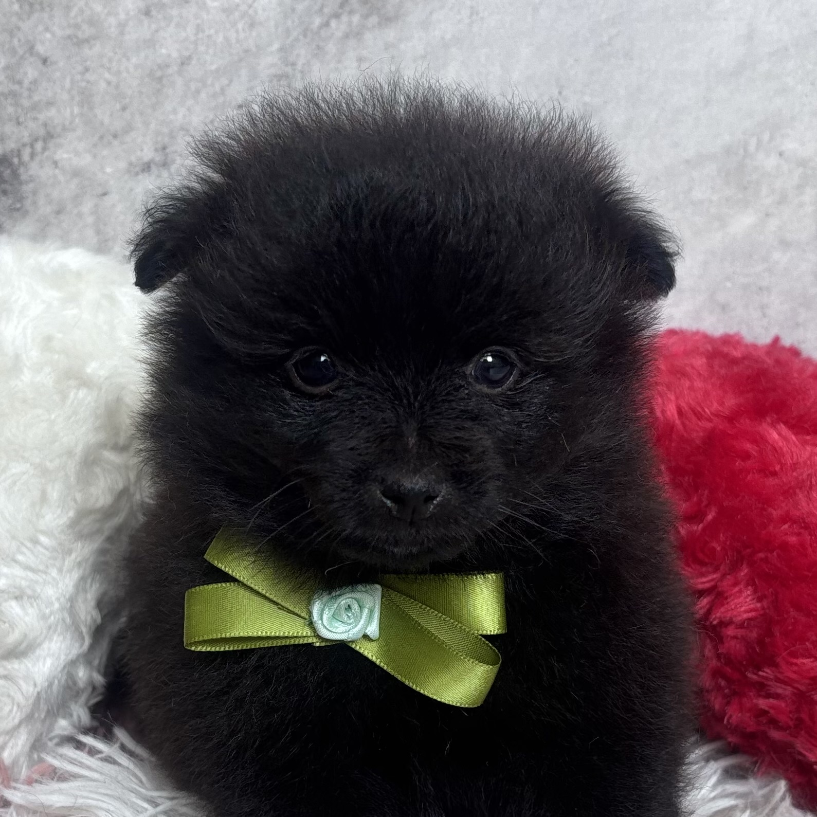 ポメラニアン男の子の写真