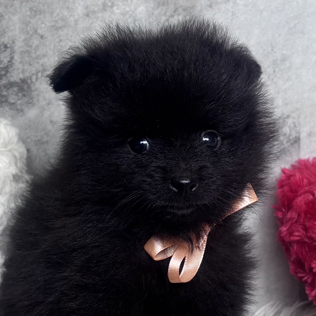 ポメラニアン男の子の写真