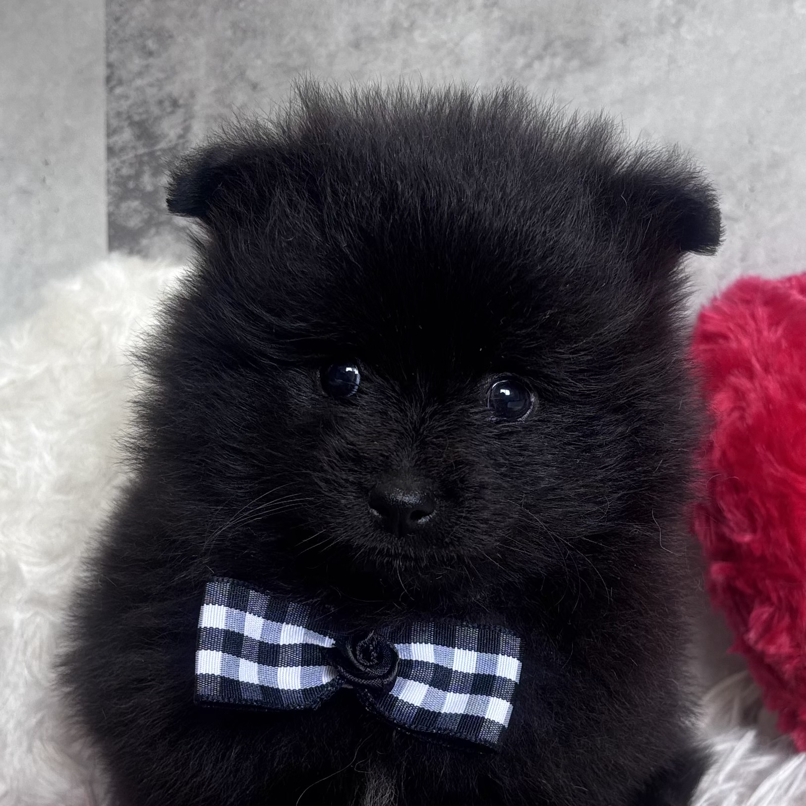 ポメラニアン男の子の写真