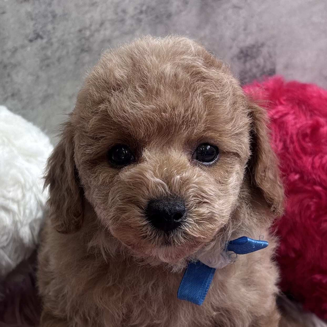 トイプードル男の子の写真