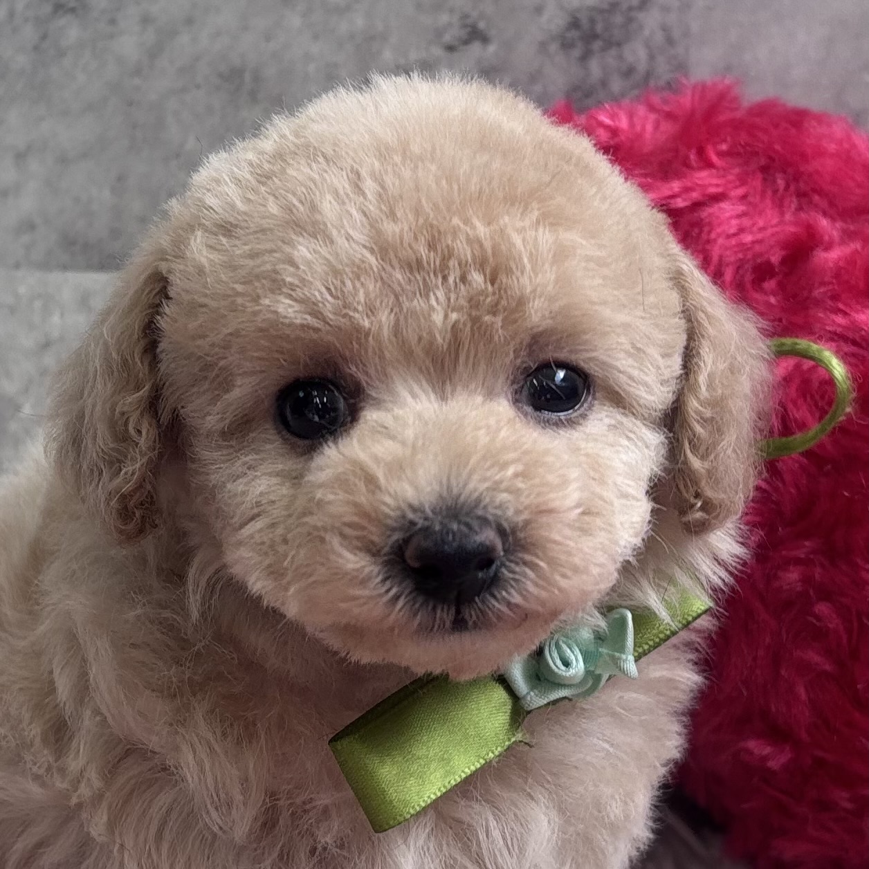 トイプードル女の子の写真