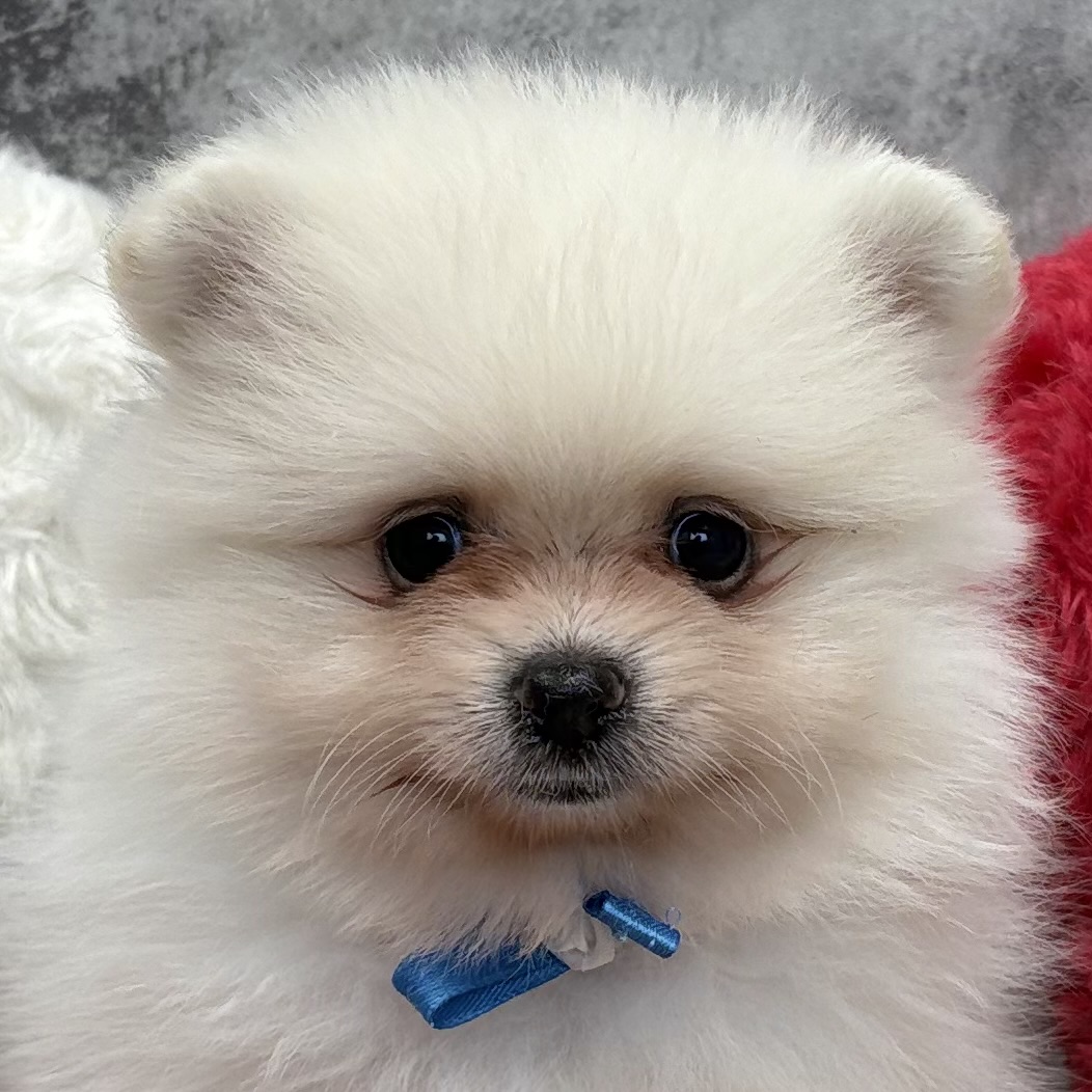 ポメラニアン女の子の写真