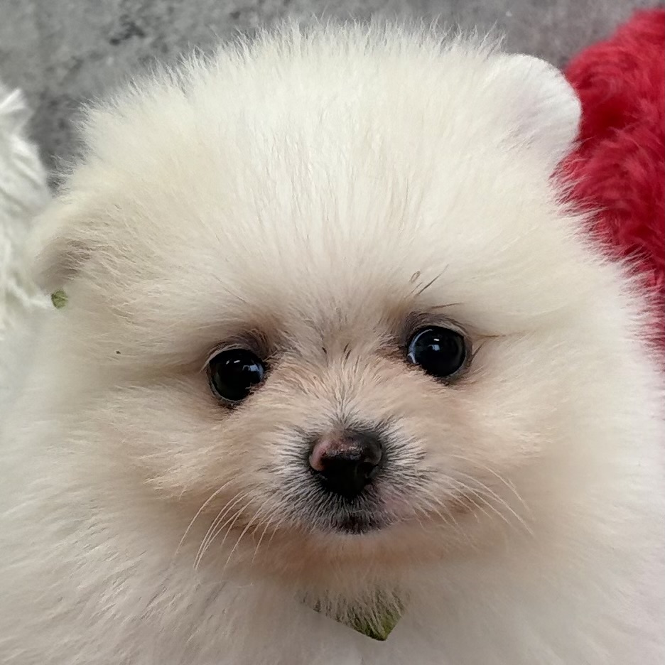 ポメラニアン女の子の写真