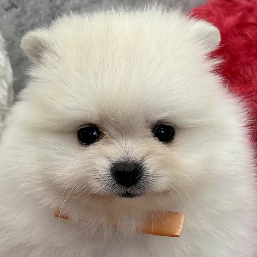 ポメラニアン女の子の写真