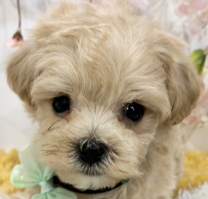 ハーフ犬男の子の写真