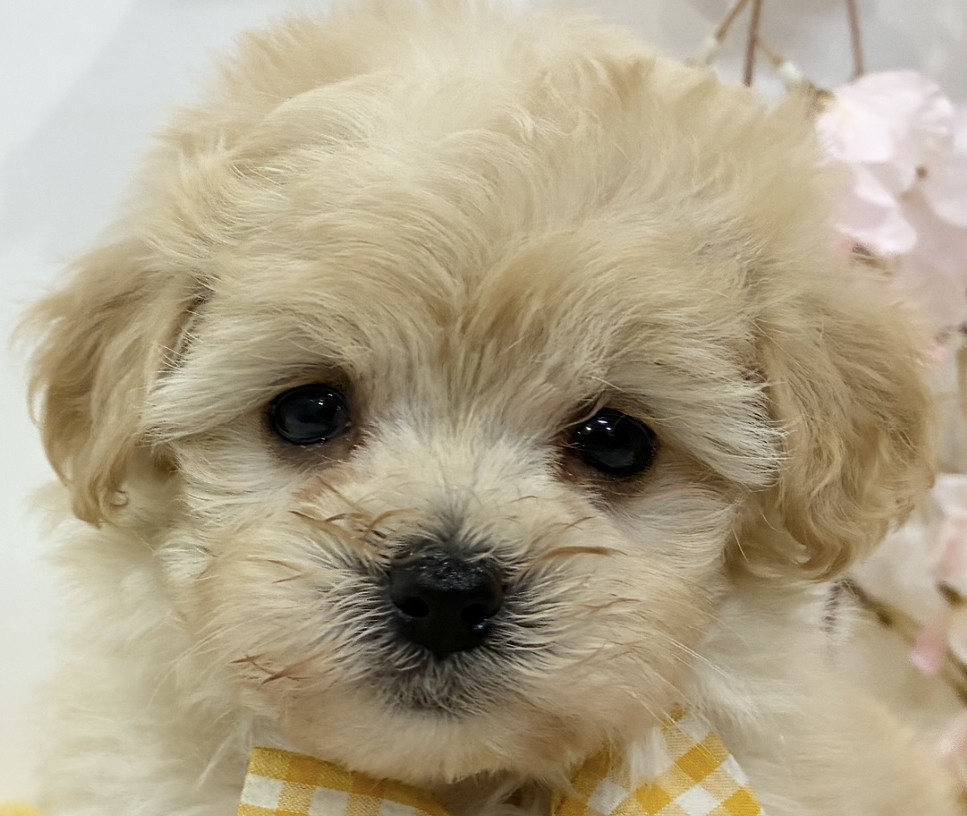 ハーフ犬女の子の写真