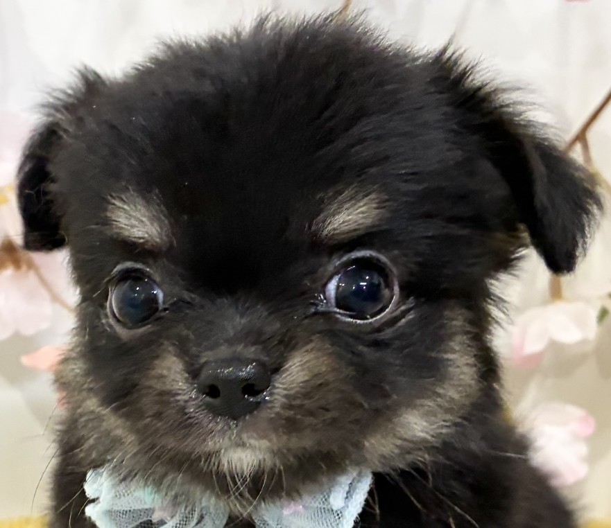 チワワ（ロング）女の子の写真