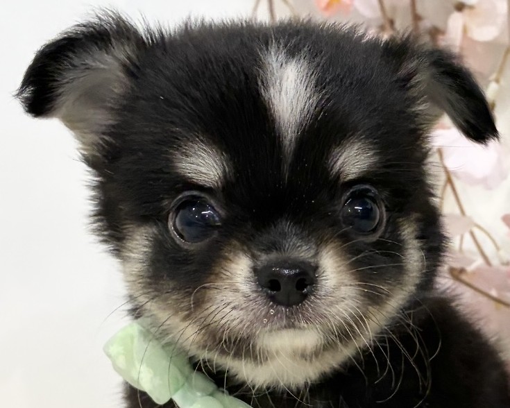 チワワ（ロング）男の子の写真