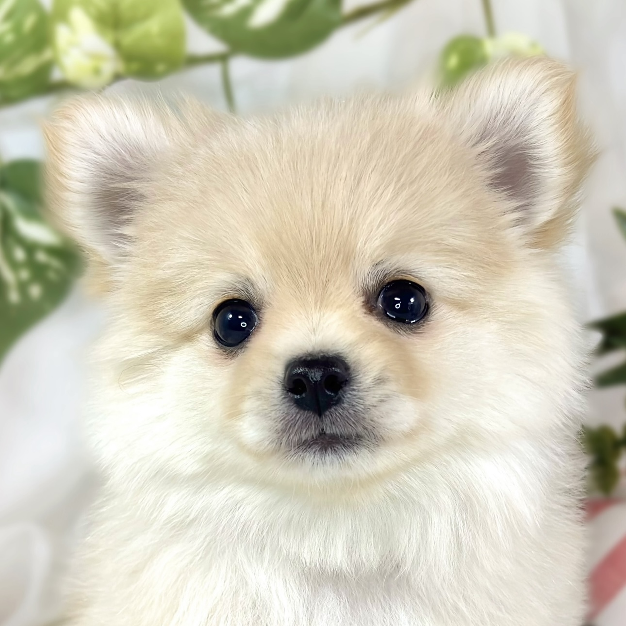 ハーフ犬女の子の写真