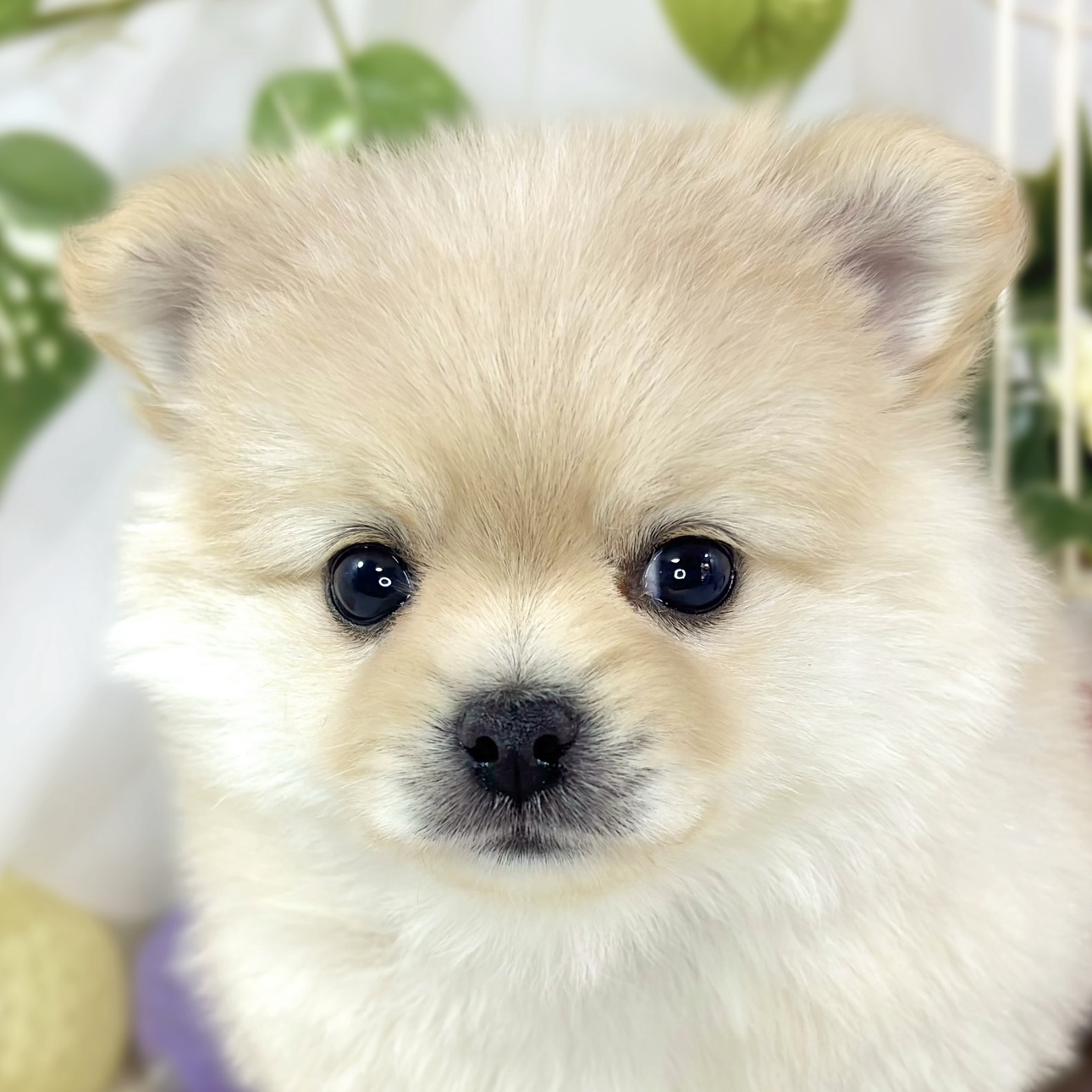 ハーフ犬女の子の写真