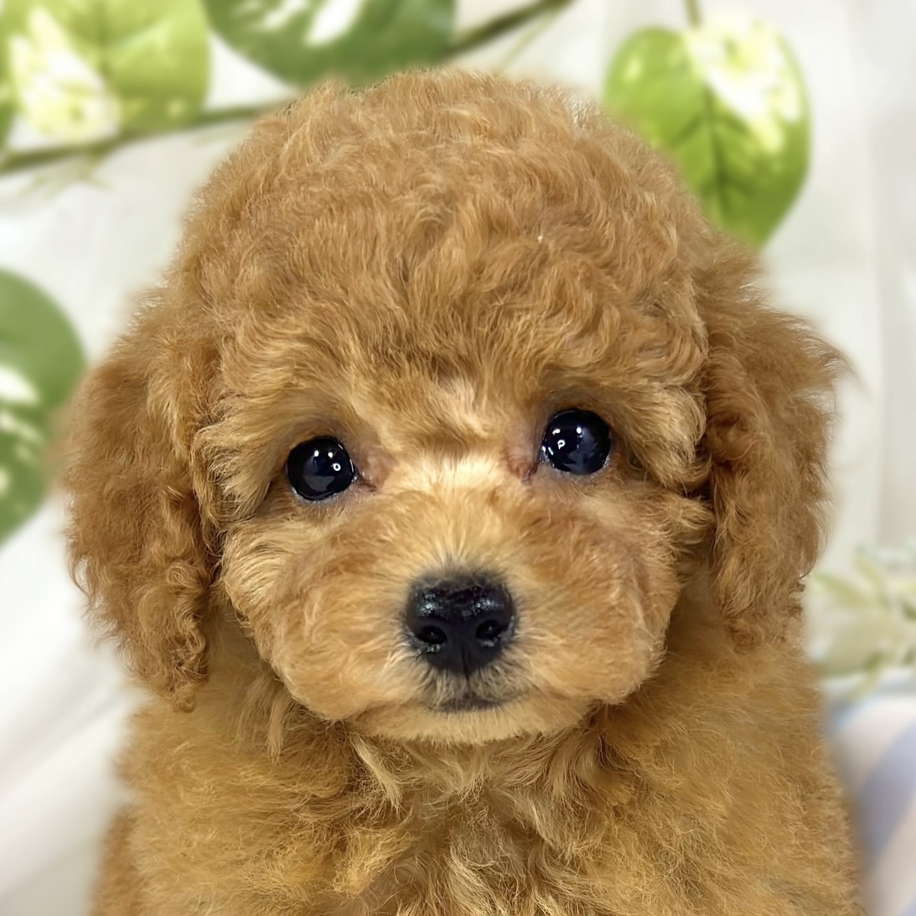 トイプードル男の子の写真