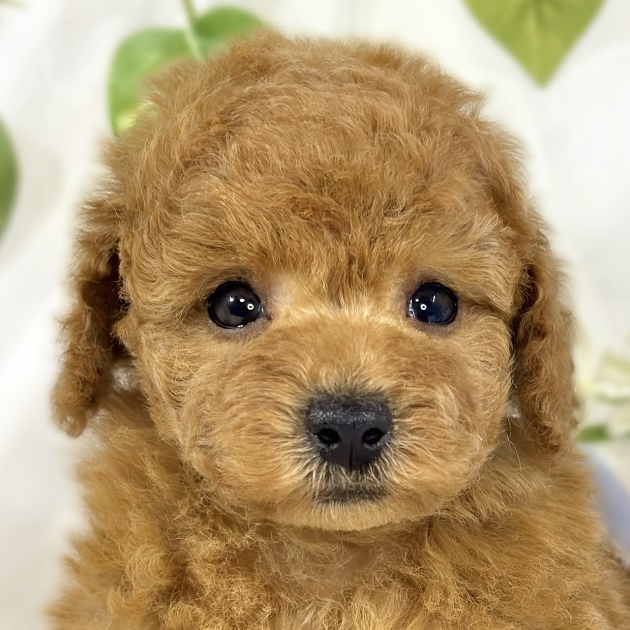 トイプードル男の子の写真