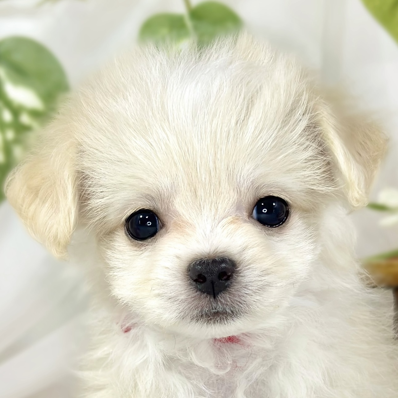 ハーフ犬男の子の写真