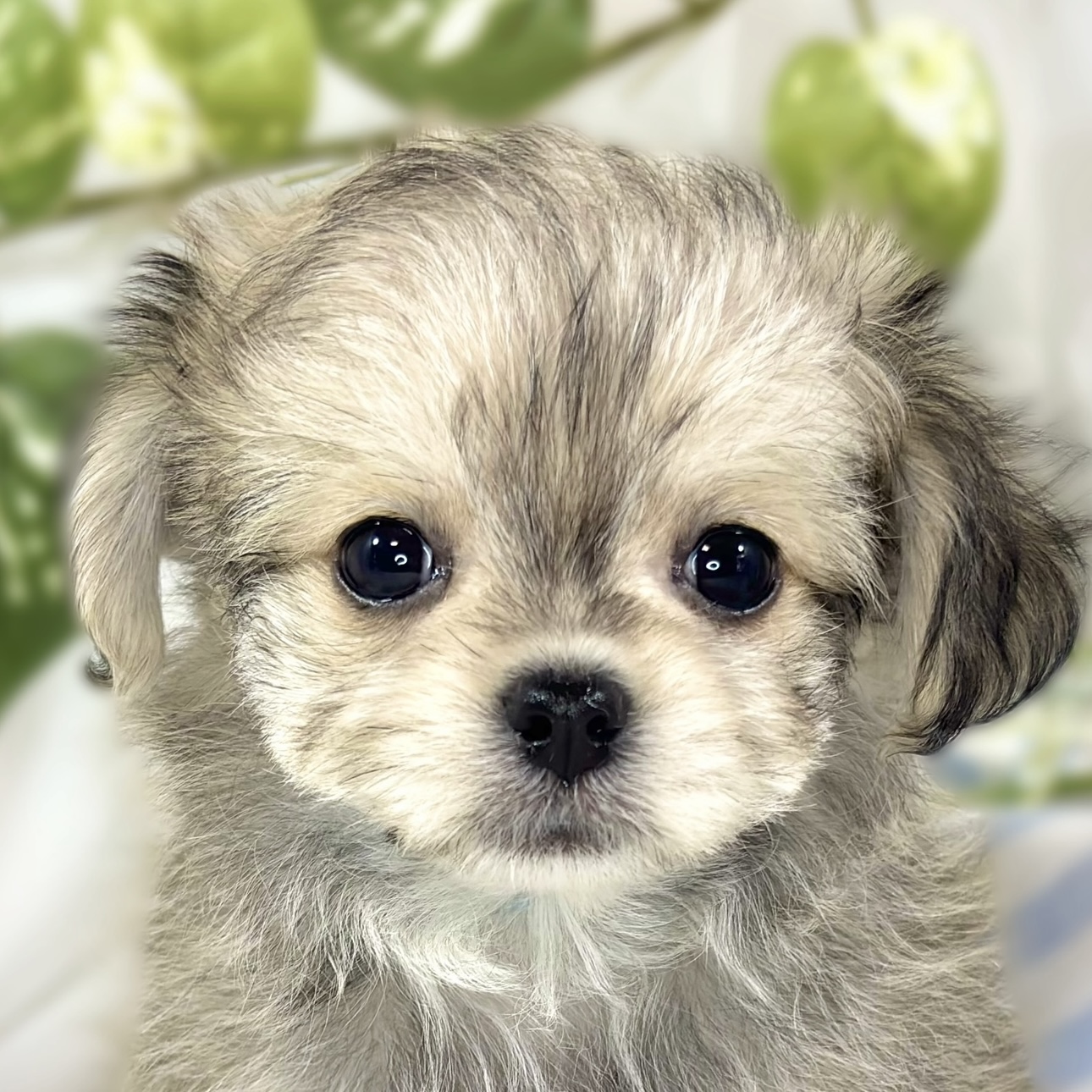 ハーフ犬男の子の写真