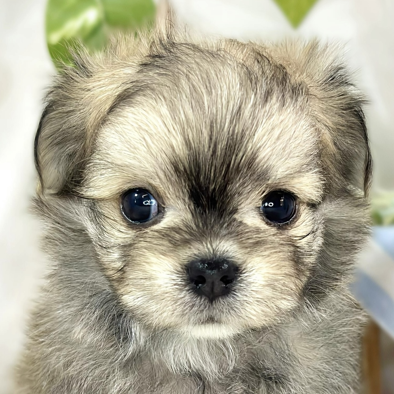 ハーフ犬男の子の写真