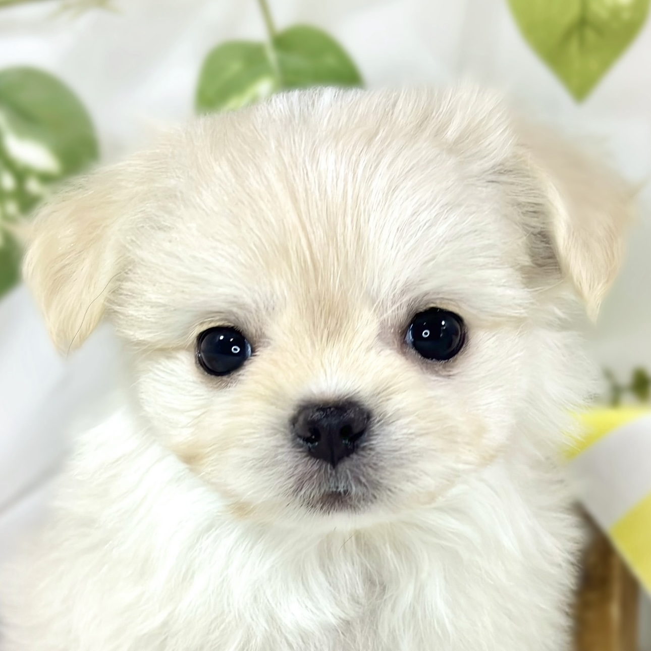 ハーフ犬女の子の写真