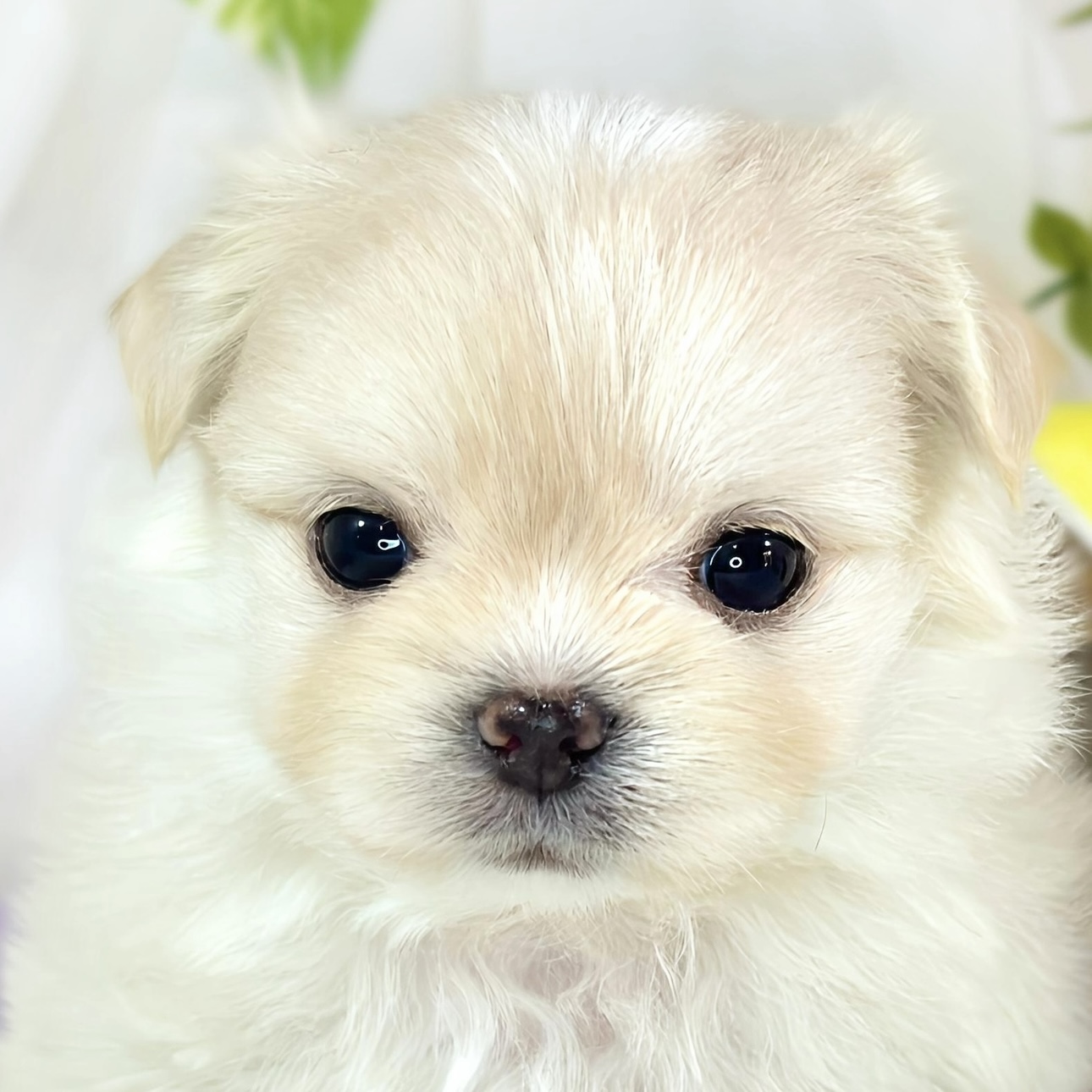 ハーフ犬女の子の写真