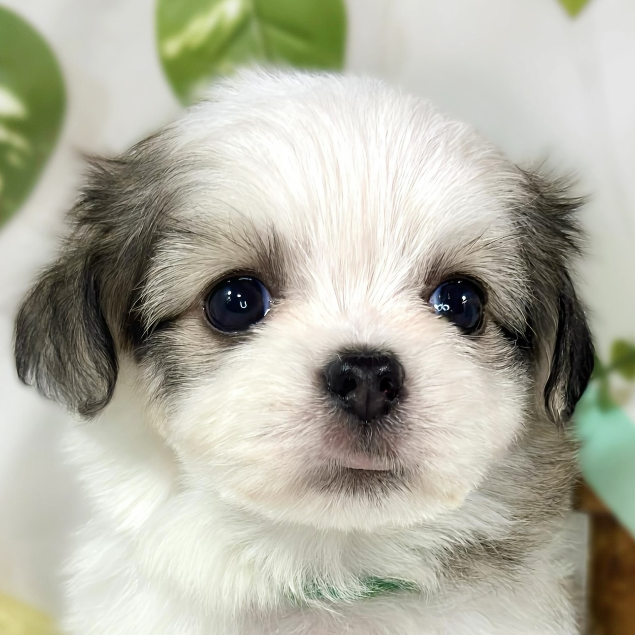 ハーフ犬女の子の写真